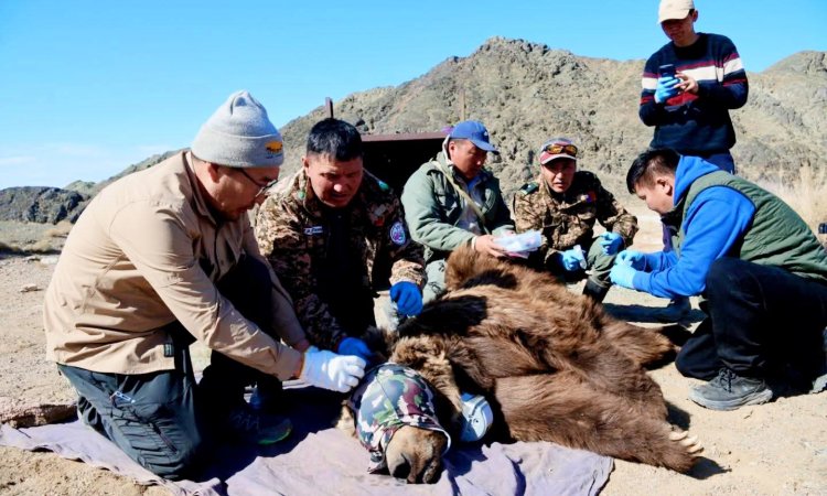 Мазаалай баавгайд мэдээлэл дамжуулж, бичлэг хийх хүчин чадалтай сансрын дохиололтой хүзүүвч зүүжээ