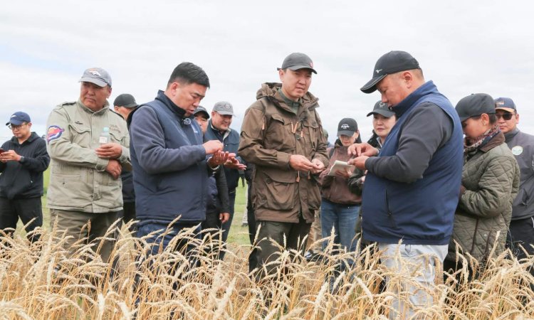 Сэлэнгэ аймаг энэ жил 421.4 тонн ургац хурааж авна
