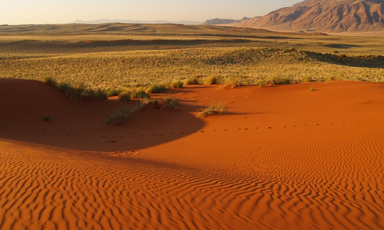 COP17: Монгол орны нутаг дэвсгэрийн 81.9 хувь нь цөлжилтөд өртжээ